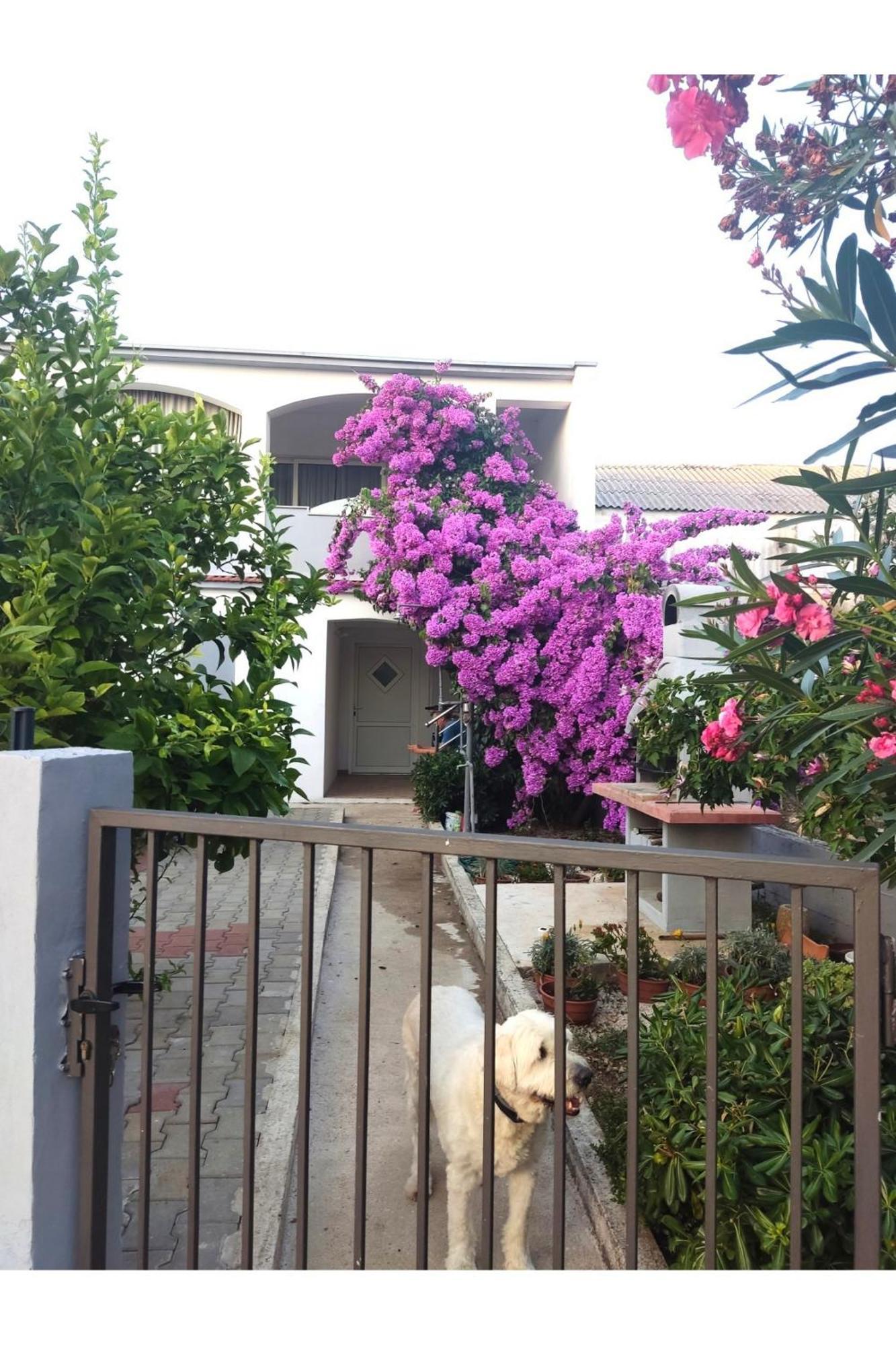 Apartment Flowers Bibinje Esterno foto